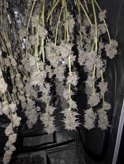 BeLeaf Mamas and Papas. Week 10