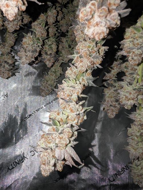 BeLeaf Mamas and Papas. Week 10