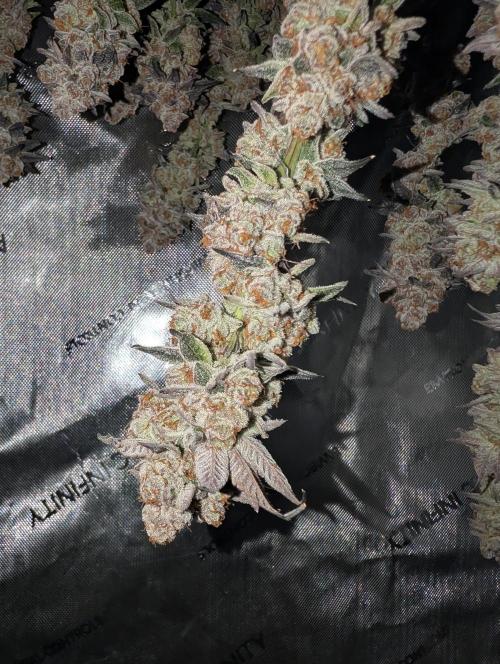 BeLeaf Mamas and Papas. Week 10