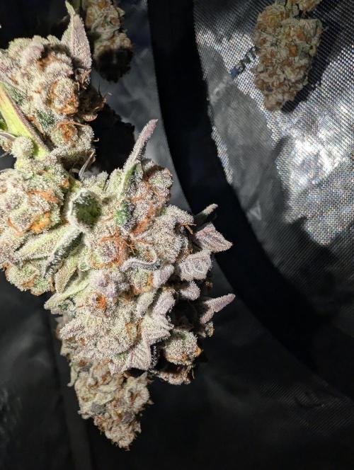 BeLeaf Mamas and Papas. Week 10