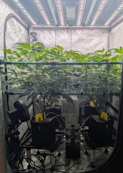 Fruits of breeding, let's c what happens. Week 1 - D7