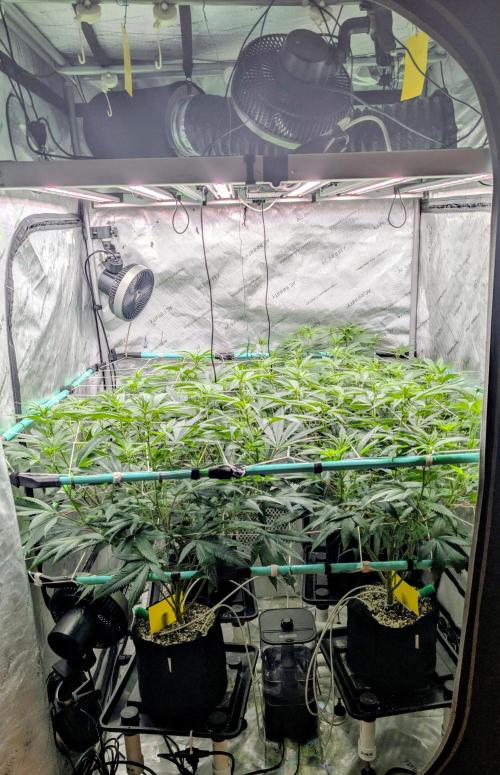 Fruits of breeding, let's c what happens. Week 1 - D7