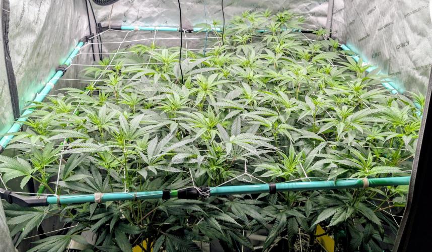 Fruits of breeding, let's c what happens. Week 1 - D7