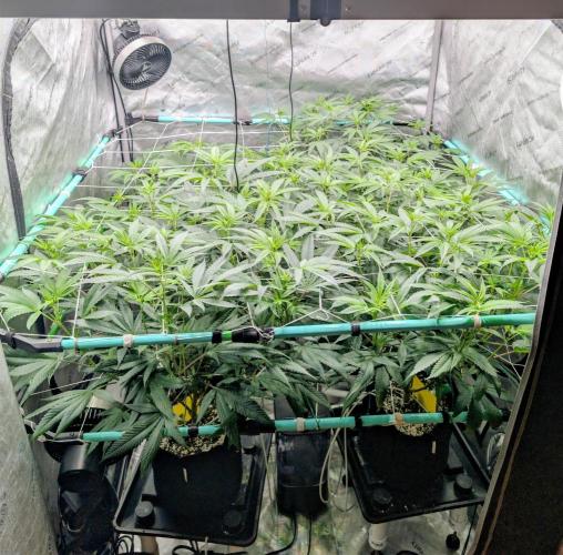 Fruits of breeding, let's c what happens. Week 1 - D7