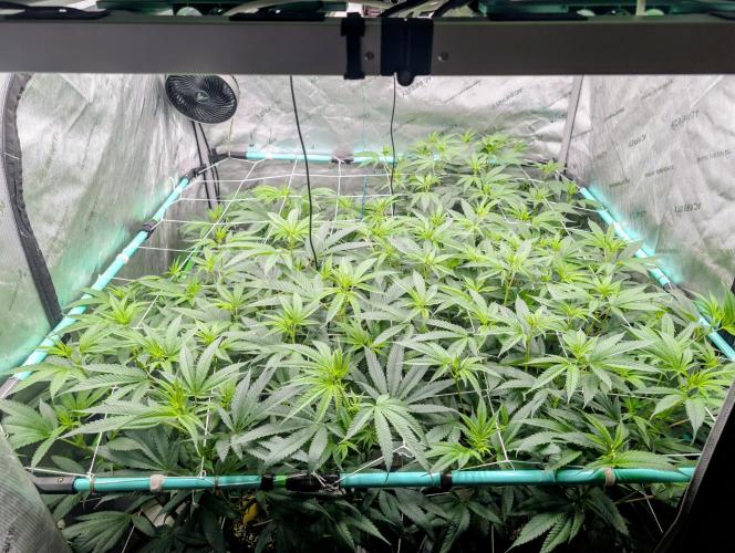 Fruits of breeding, let's c what happens. Week 1 - D7