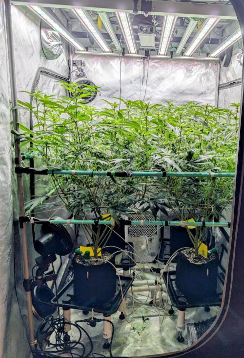 Fruits of breeding, let's c what happens. Week 2 - D14