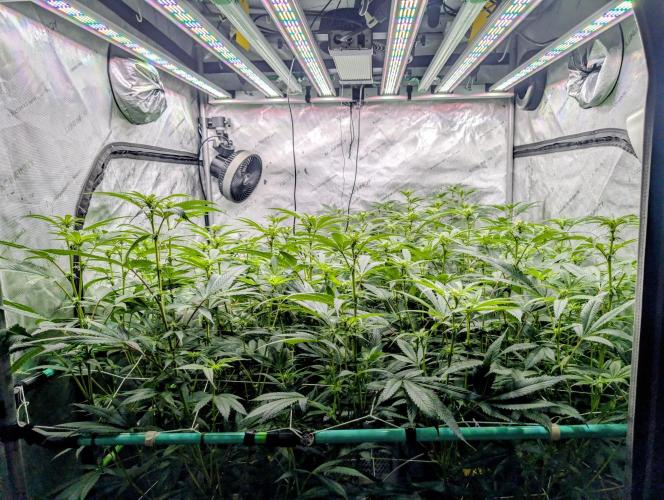 Fruits of breeding, let's c what happens. Week 2 - D14