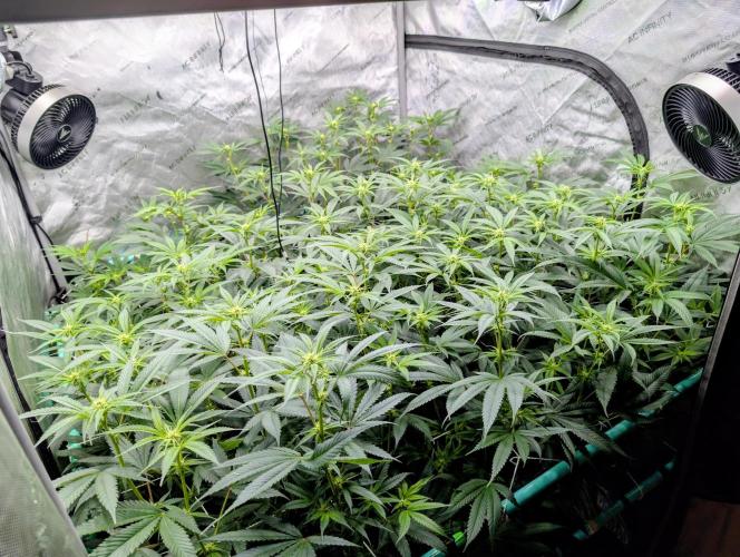 Fruits of breeding, let's c what happens. Week 2 - D14