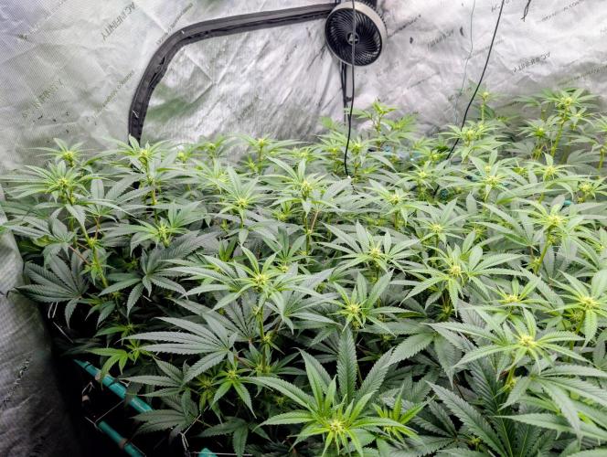 Fruits of breeding, let's c what happens. Week 2 - D14