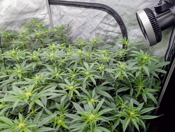 Fruits of breeding, let's c what happens. Week 2 - D14