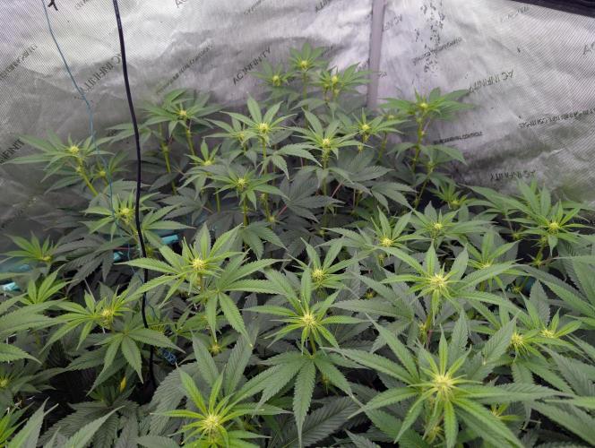 Fruits of breeding, let's c what happens. Week 2 - D14