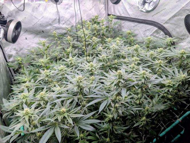 Fruits of breeding, let's c what happens. Week 3
