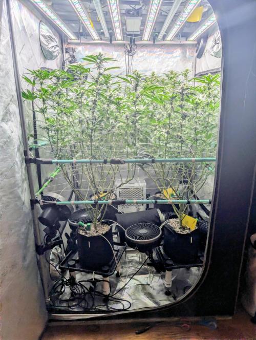 Fruits of breeding, let's c what happens. Week 3