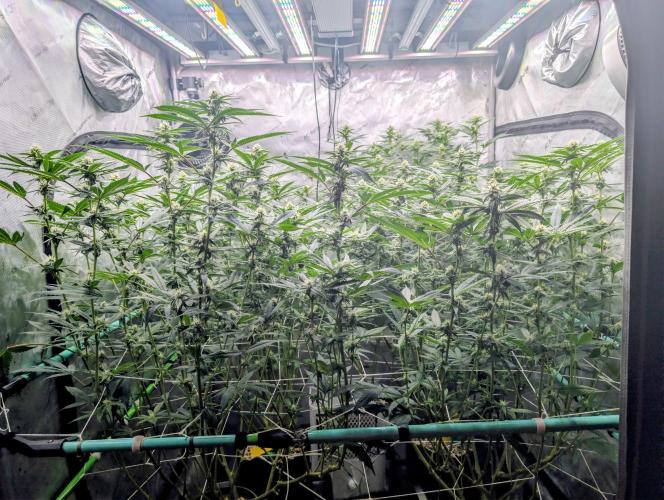 Fruits of breeding, let's c what happens. Week 3