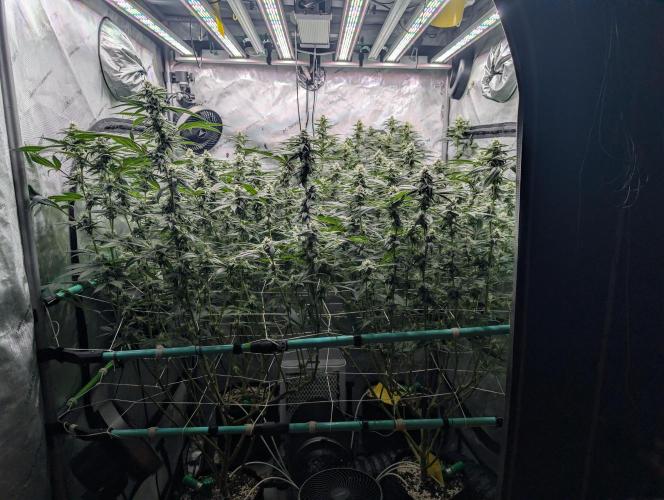 Fruits of breeding, let's c what happens. Week 4 - D28