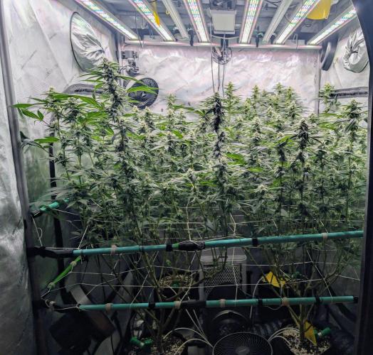 Fruits of breeding, let's c what happens. Week 4 - D28