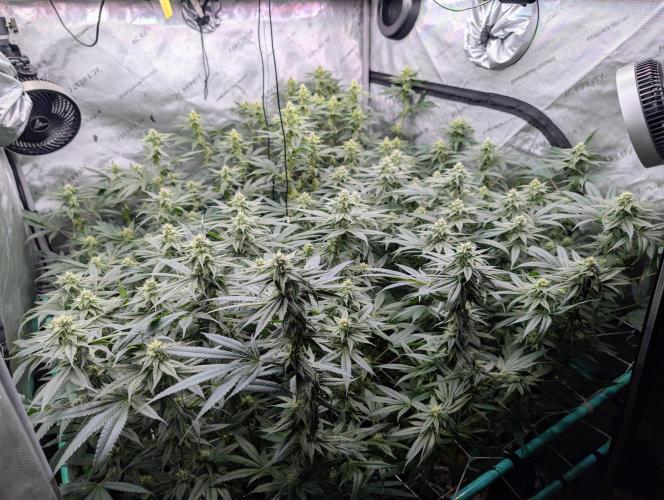 Fruits of breeding, let's c what happens. Week 4 - D28