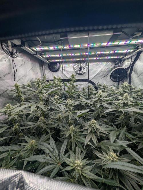 Fruits of breeding, let's c what happens. Week 4 - D28