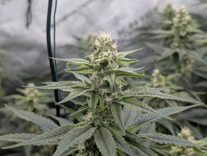 Fruits of breeding, let's c what happens. Week 4 - D28 TxTJ