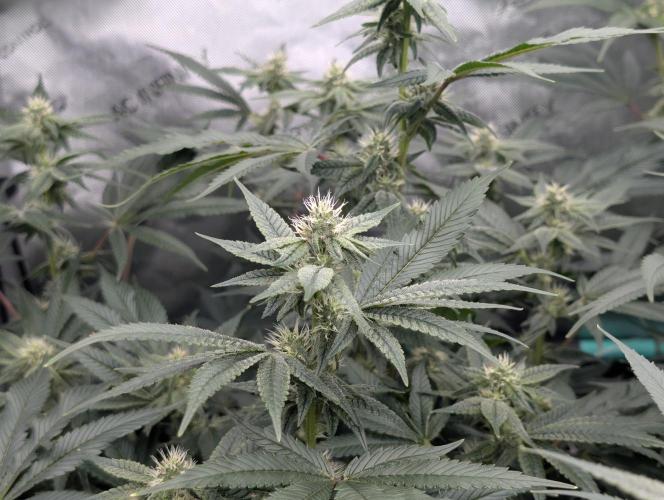 Fruits of breeding, let's c what happens. Week 4 - D28 TxT