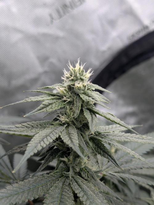 Fruits of breeding, let's c what happens. Week 4 - D28 TxK