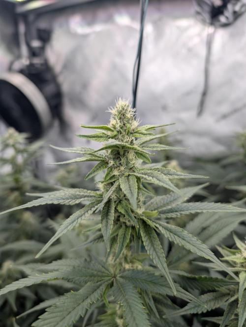 Fruits of breeding, let's c what happens. Week 4 - D28 TxK