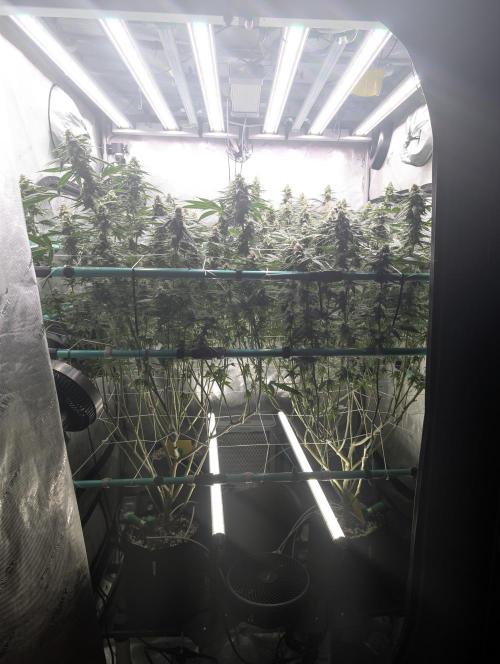 Fruits of breeding, let's c what happens. Week 5 - D35
