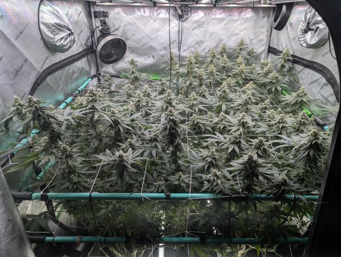 Fruits of breeding, let's c what happens. Week 5 - D35