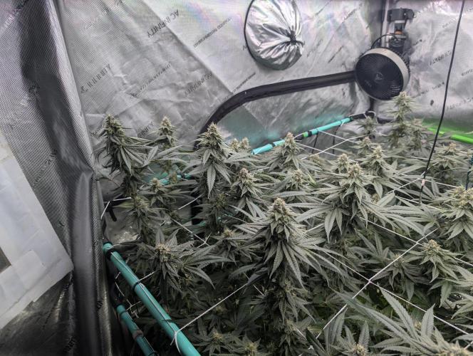 Fruits of breeding, let's c what happens. Week 5 - D35