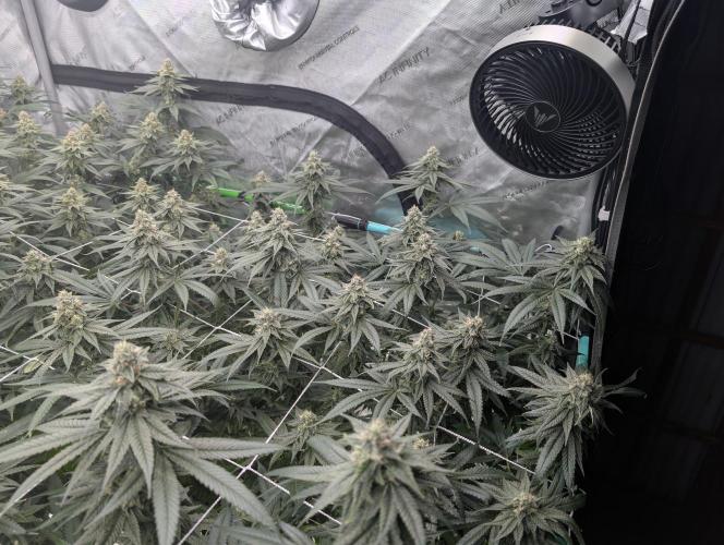 Fruits of breeding, let's c what happens. Week 5 - D35