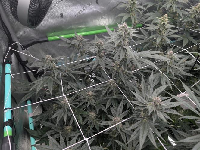 Fruits of breeding, let's c what happens. Week 5 - D35