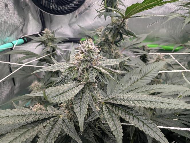 Fruits of breeding, let's c what happens. Week 5 - D35