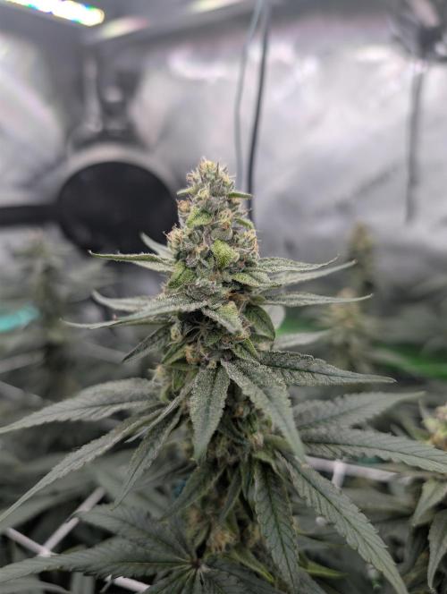 Fruits of breeding, let's c what happens. Week 5 - D35