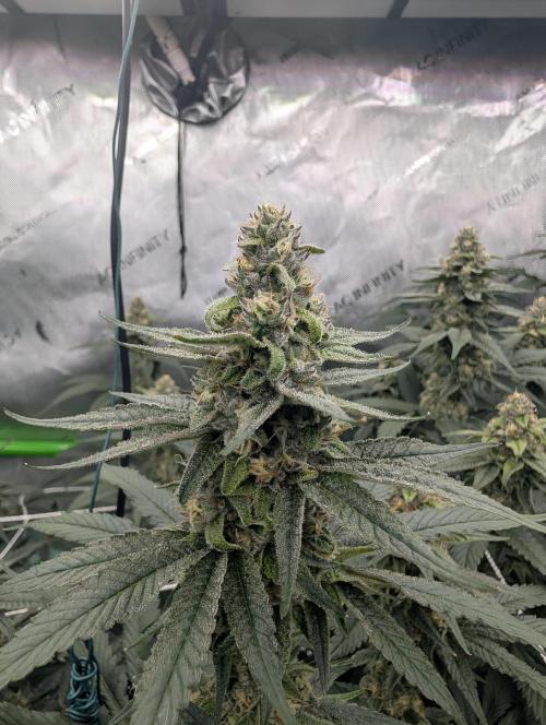 Fruits of breeding, let's c what happens. Week 5 - D35