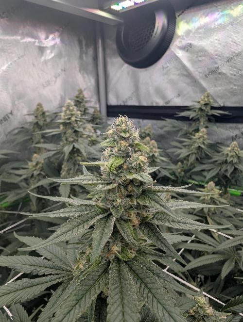 Fruits of breeding, let's c what happens. Week 5 - D35
