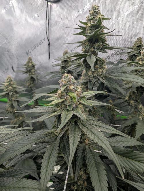 Fruits of breeding, let's c what happens. Week 5 - D35