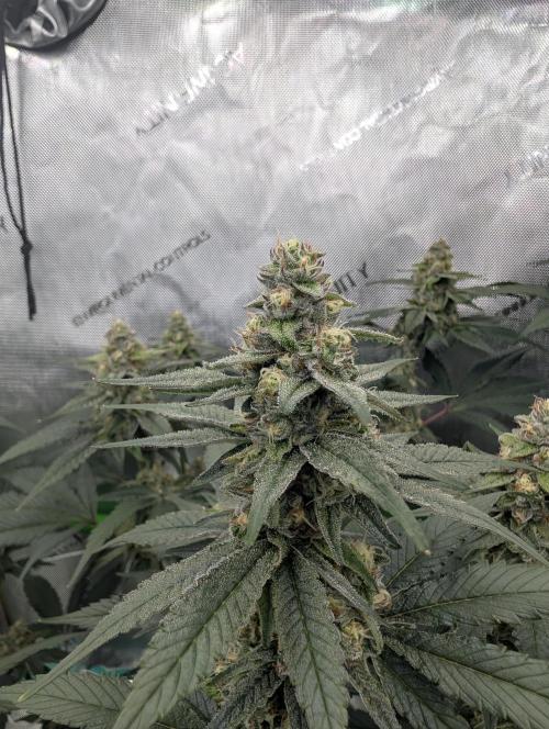 Fruits of breeding, let's c what happens. Week 5 - D35