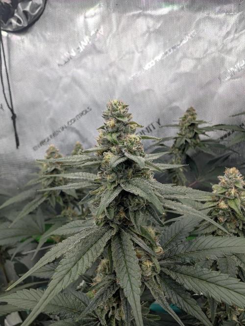 Fruits of breeding, let's c what happens. Week 5 - D35