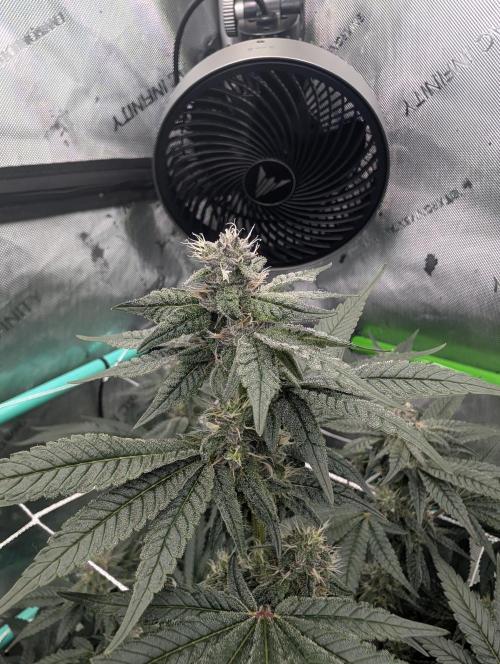 Fruits of breeding, let's c what happens. Week 5 - D35