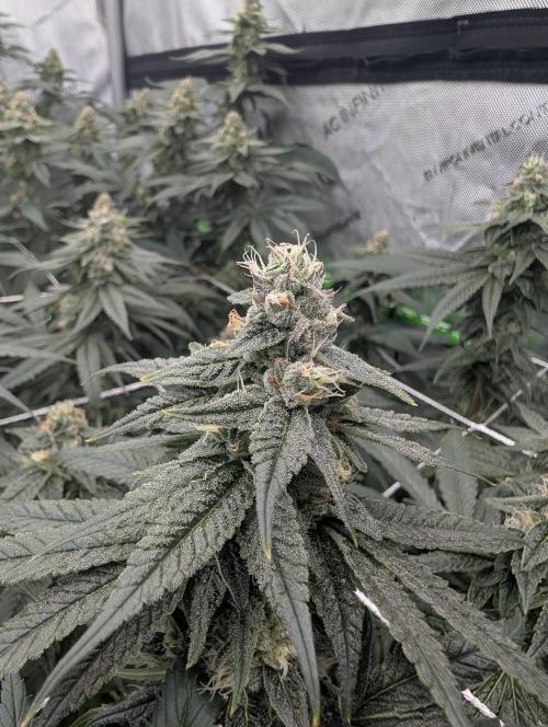 Fruits of breeding, let's c what happens. Week 5 - D35
