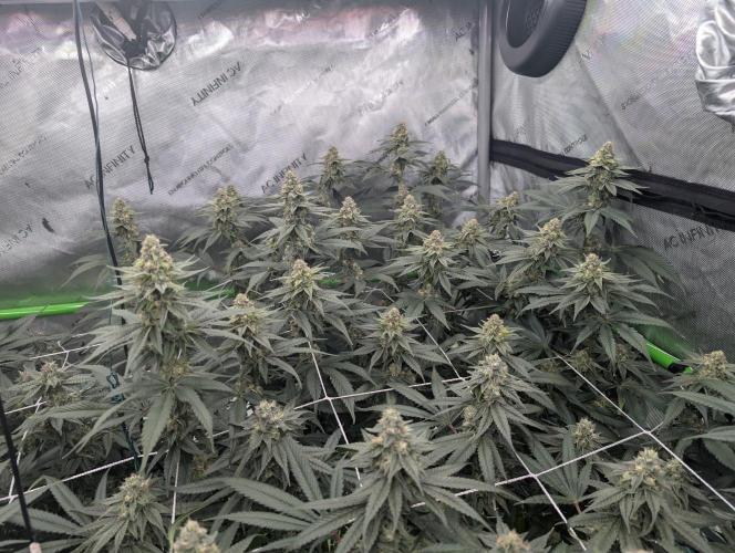 Fruits of breeding, let's c what happens. Week 5 - D35