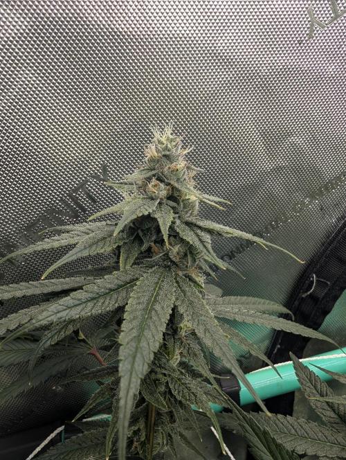 Fruits of breeding, let's c what happens. Week 6 - D37