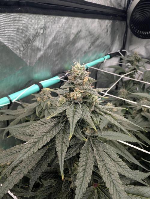 Fruits of breeding, let's c what happens. Week 6 - D37