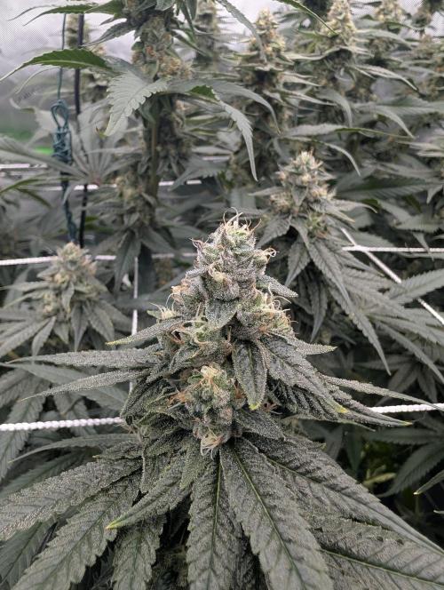 Fruits of breeding, let's c what happens. Week 6 - D37