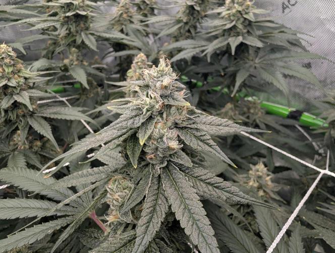 Fruits of breeding, let's c what happens. Week 6 - D37