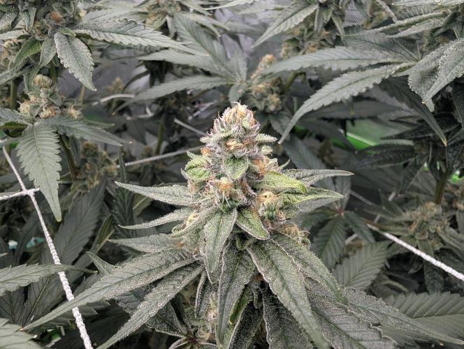 Fruits of breeding, let's c what happens. Week 6 - D37
