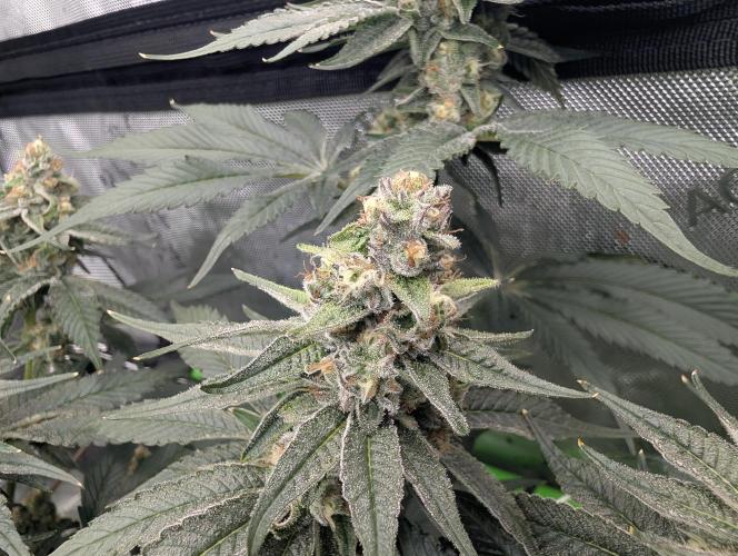 Fruits of breeding, let's c what happens. Week 6 - D37