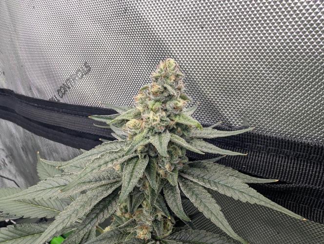 Fruits of breeding, let's c what happens. Week 6 - D37