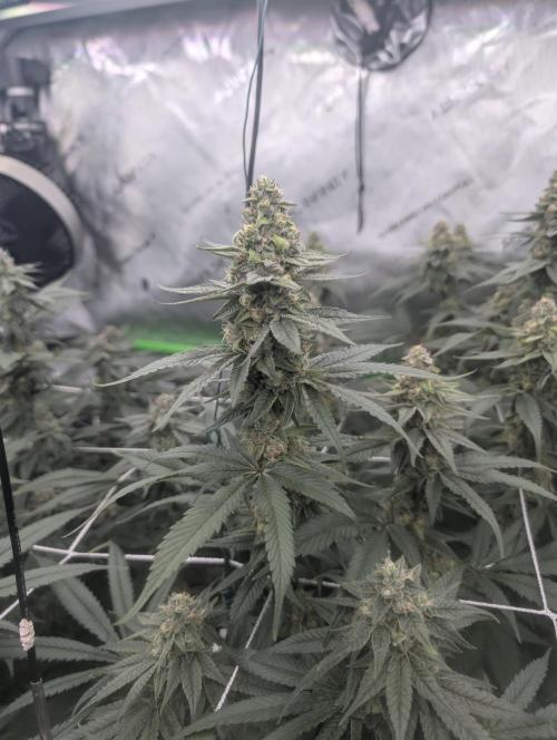 Fruits of breeding, let's c what happens. Week 6 - D37