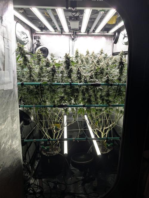 Fruits of breeding, let's c what happens. Week 6 - D42